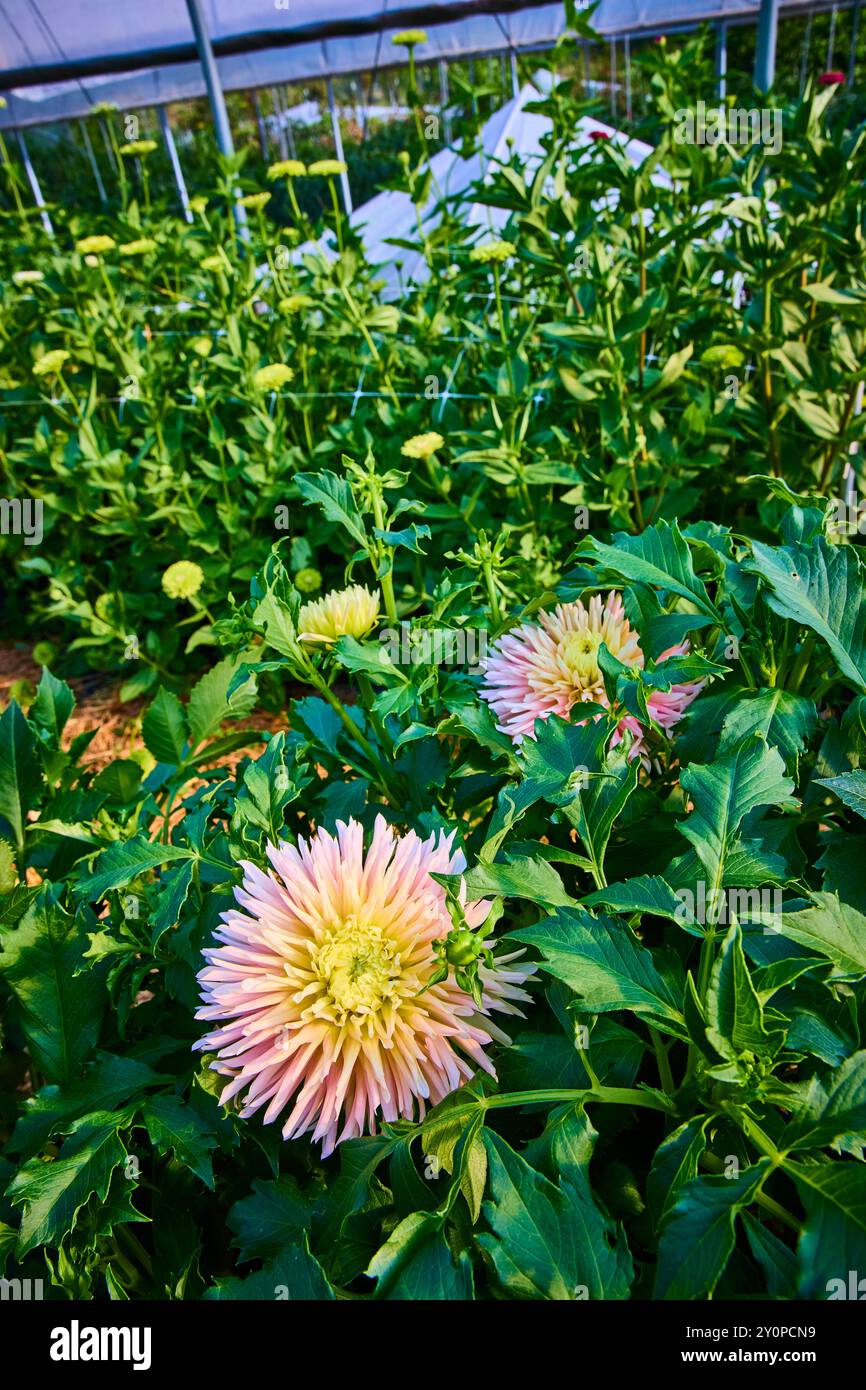 Close up dahlias hi-res stock photography and images - Alamy