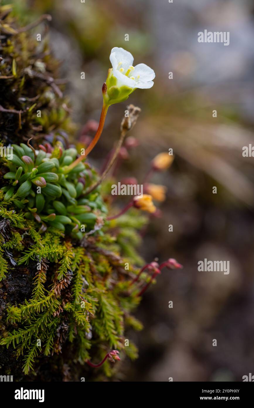 Pincushion plant Stock Photo