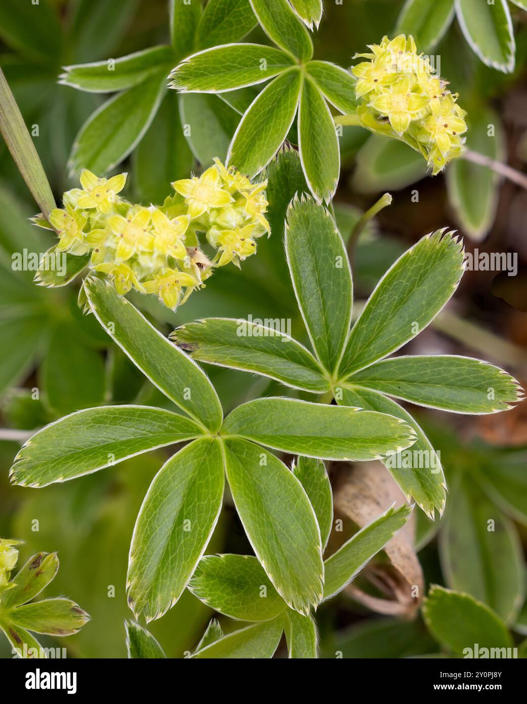 Small ladys mantle hi-res stock photography and images - Alamy
