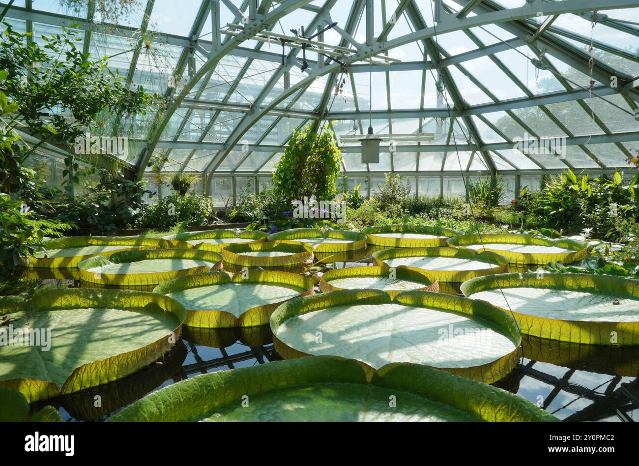 Gruson Greenhouses Magdeburg, giant water lilies indoor Stock Photo Alamy