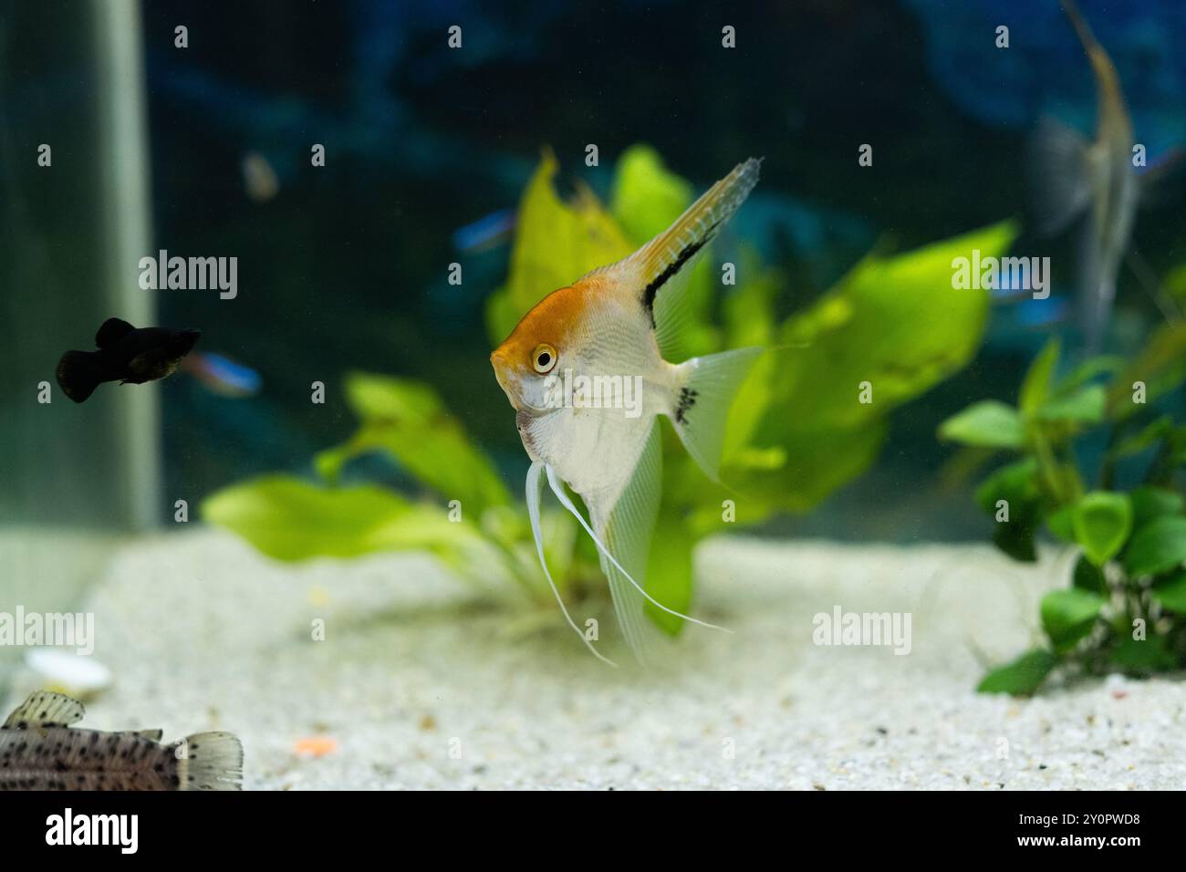 Aquarium setup hi-res stock photography and images - Alamy