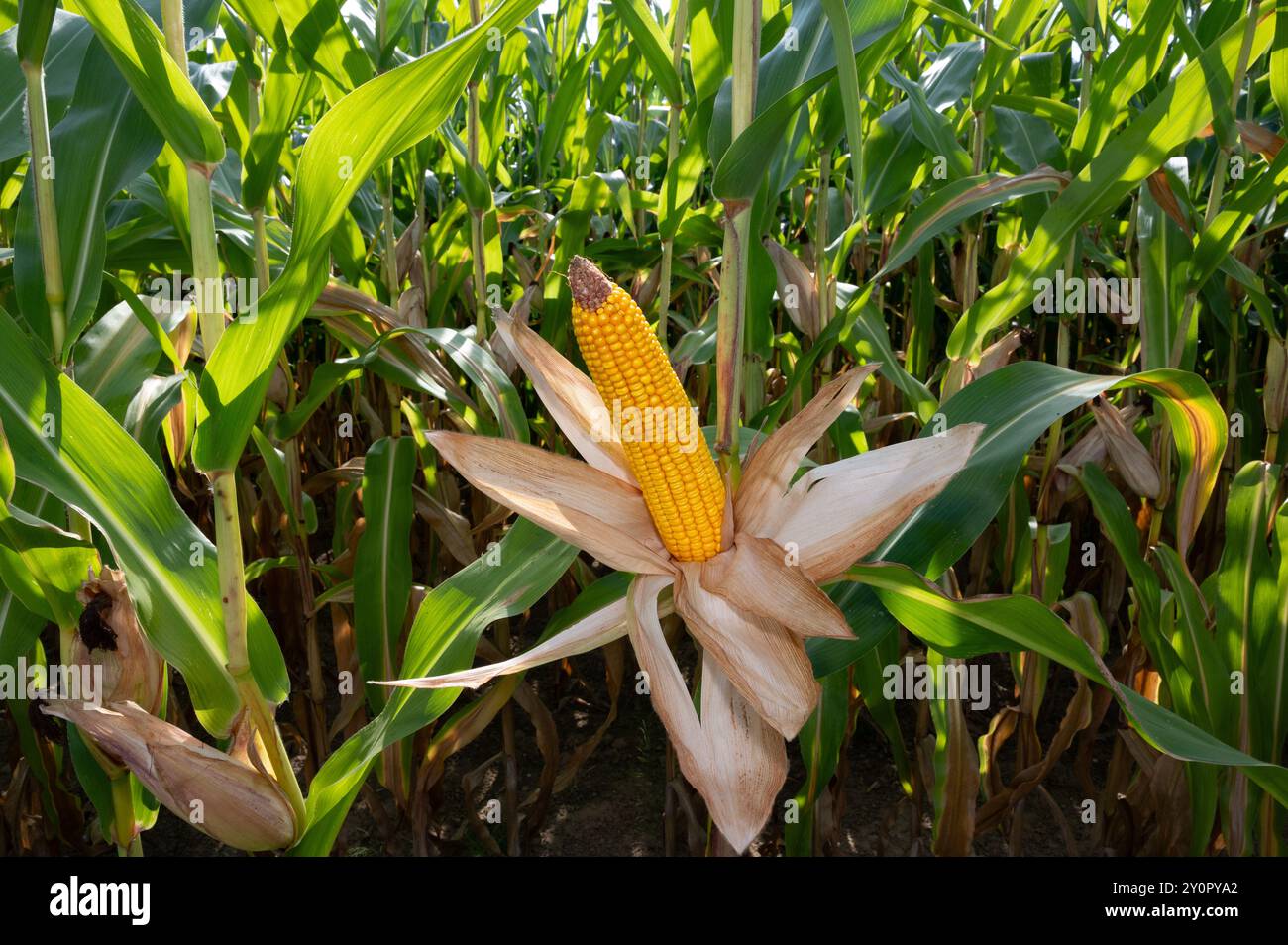 Corn cob, maize (Zea mays) opened cob in a maize field Stock Photo
