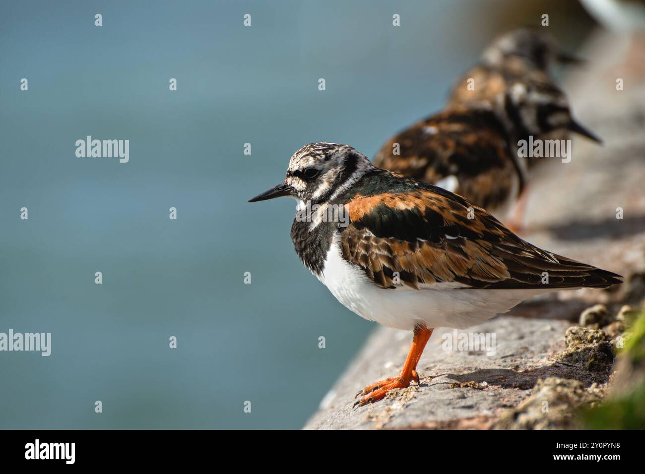 Nice birds Ruddy Turnstones sitting on the stone. Devon UK. Stock Photo