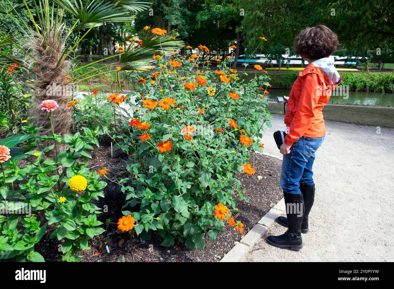 Person woman in orange jacket looking at orange flowers in bloom  flowering August summer Oxford Botanic Garden England UK Great Britain KATHY DEWITT Stock Photo