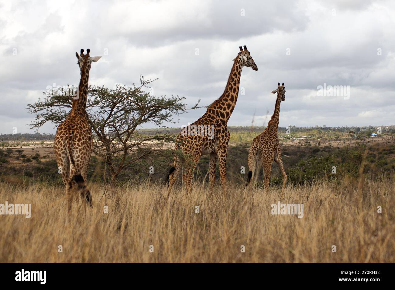 Close up giraffes legs hi-res stock photography and images - Alamy