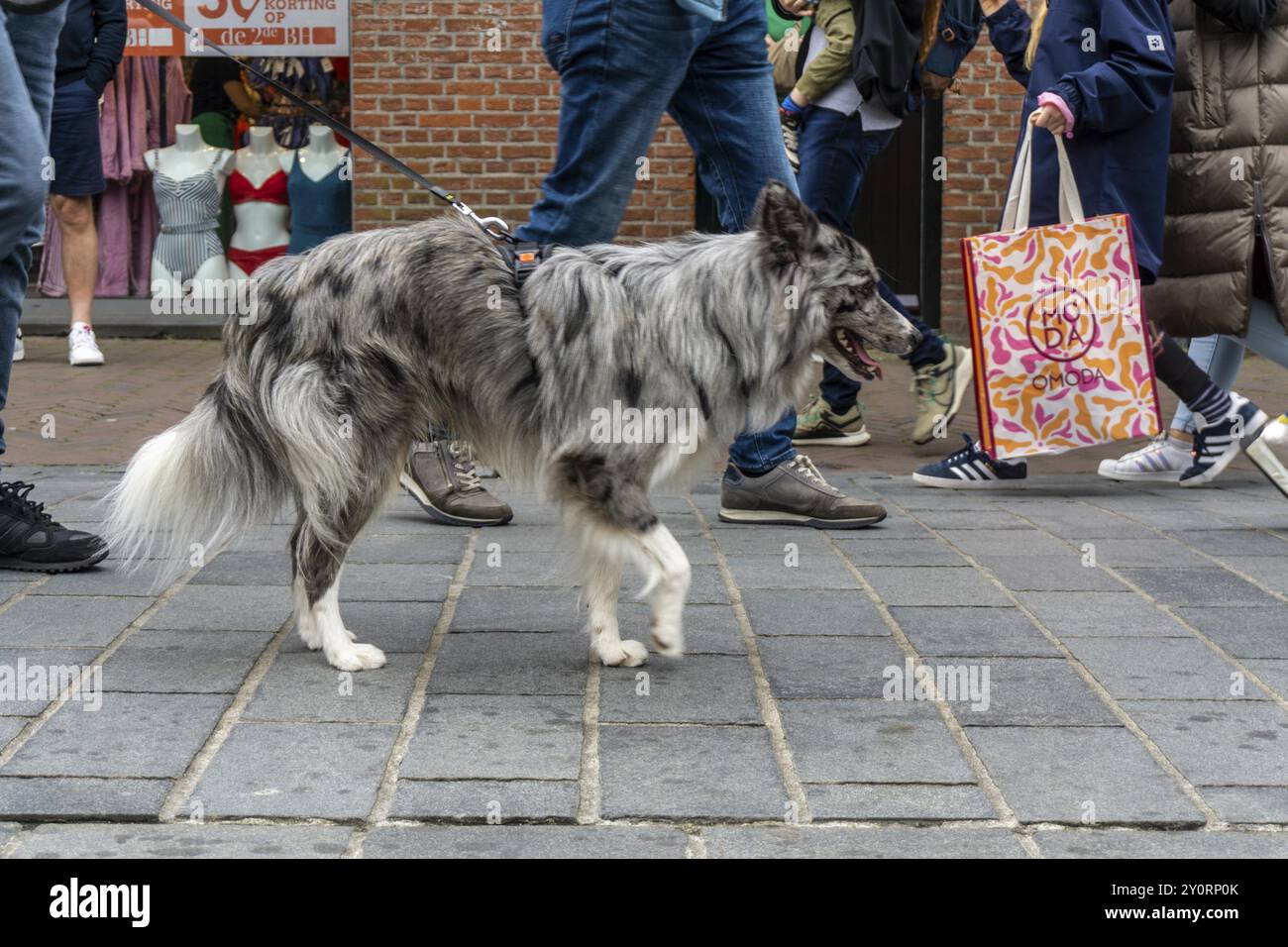Dogs on a lead, on a pavement, dog perspective, walking between people in a pedestrian zone Stock Photo