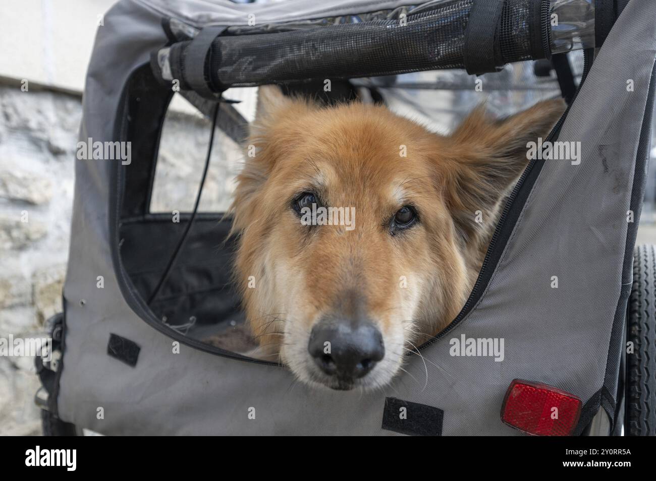 Spanish herding dog, a Pastor Garafiano, looks out of a bicycle trailer, Lower Franconia, Bavaria, Germany, Europe Stock Photo