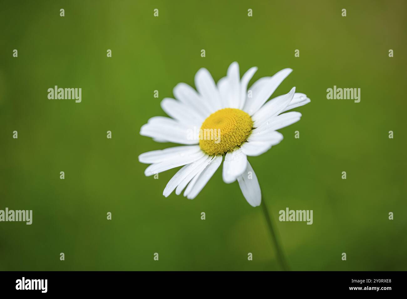 Close-up of oxeye daisy (leucanthemum vulgare) blossoms in spring, Bavaria, Germany, Europe Stock Photo