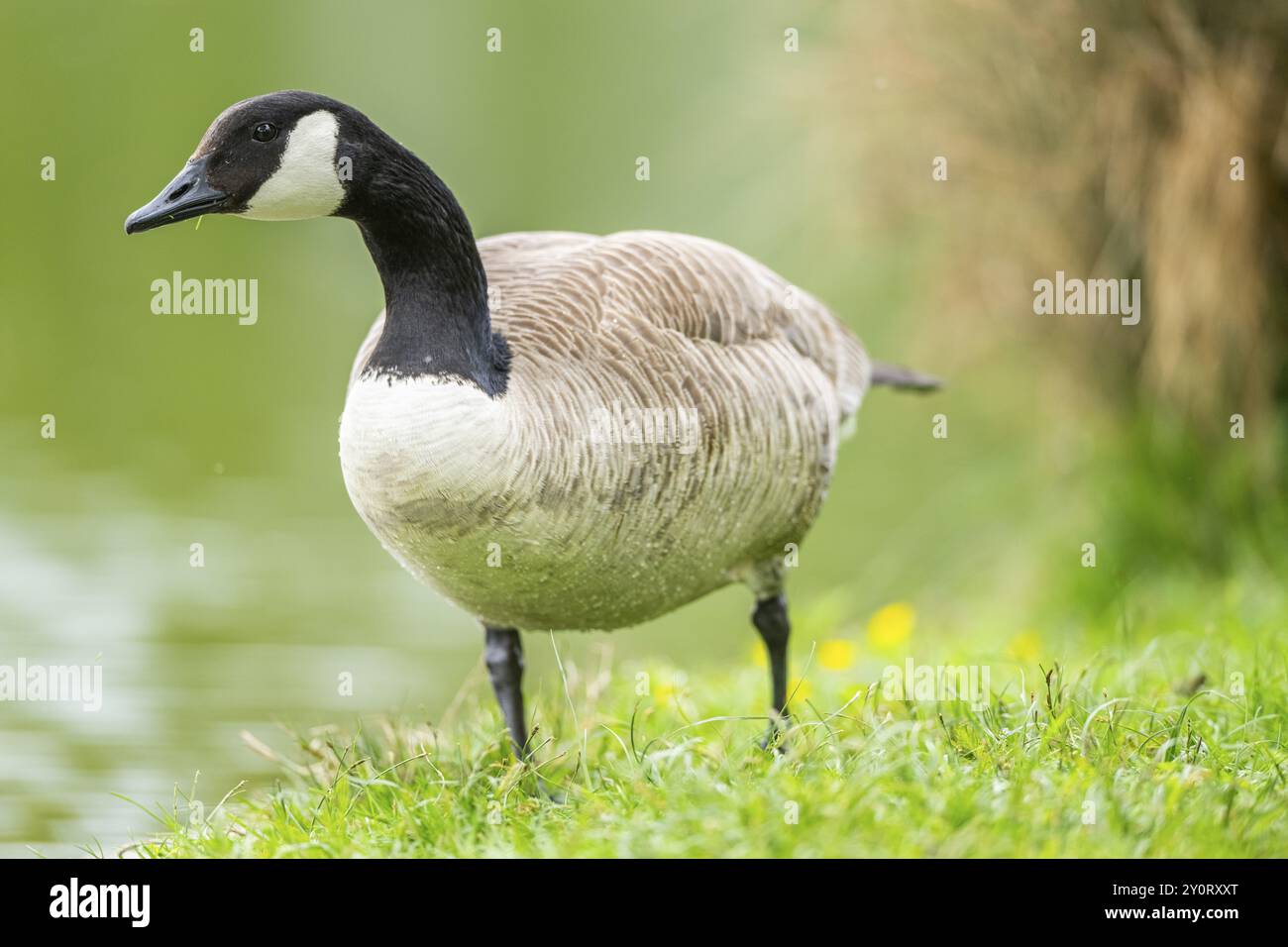 Canada goose on grass hi res stock photography and images Page 10 Alamy