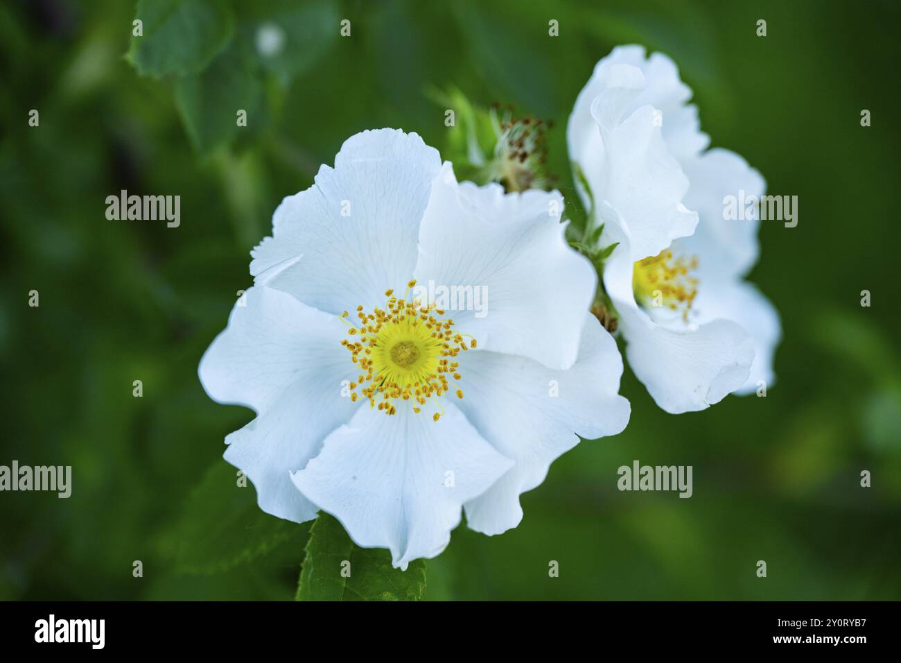 Close-up of dog rose (Rosa canina) blossoms in spring, Bavaria, Germany, Europe Stock Photo