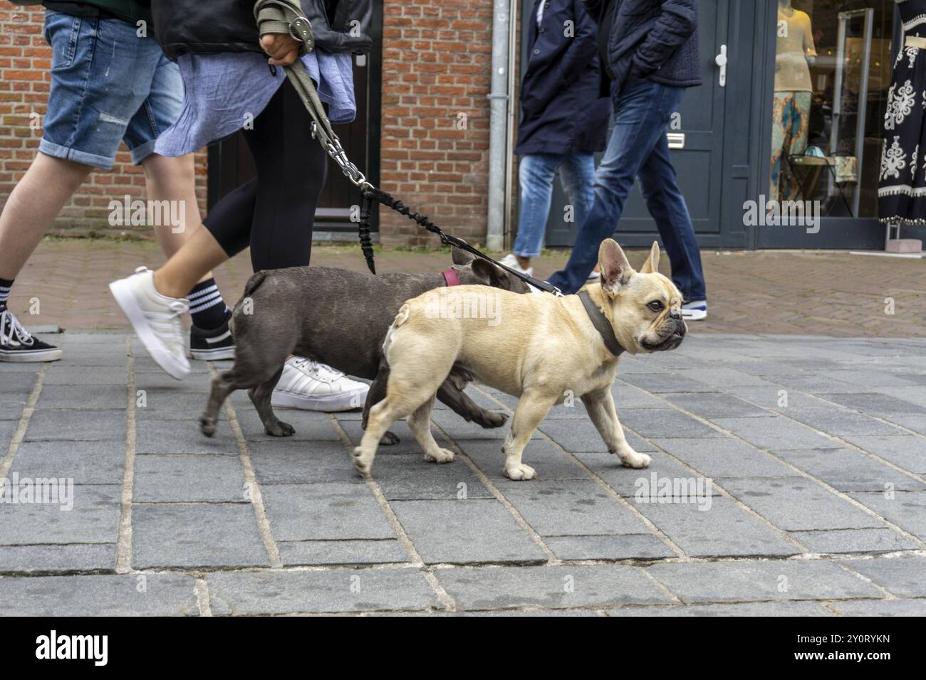 Dogs on a lead, on a pavement, dog perspective, walking between people in a pedestrian zone Stock Photo