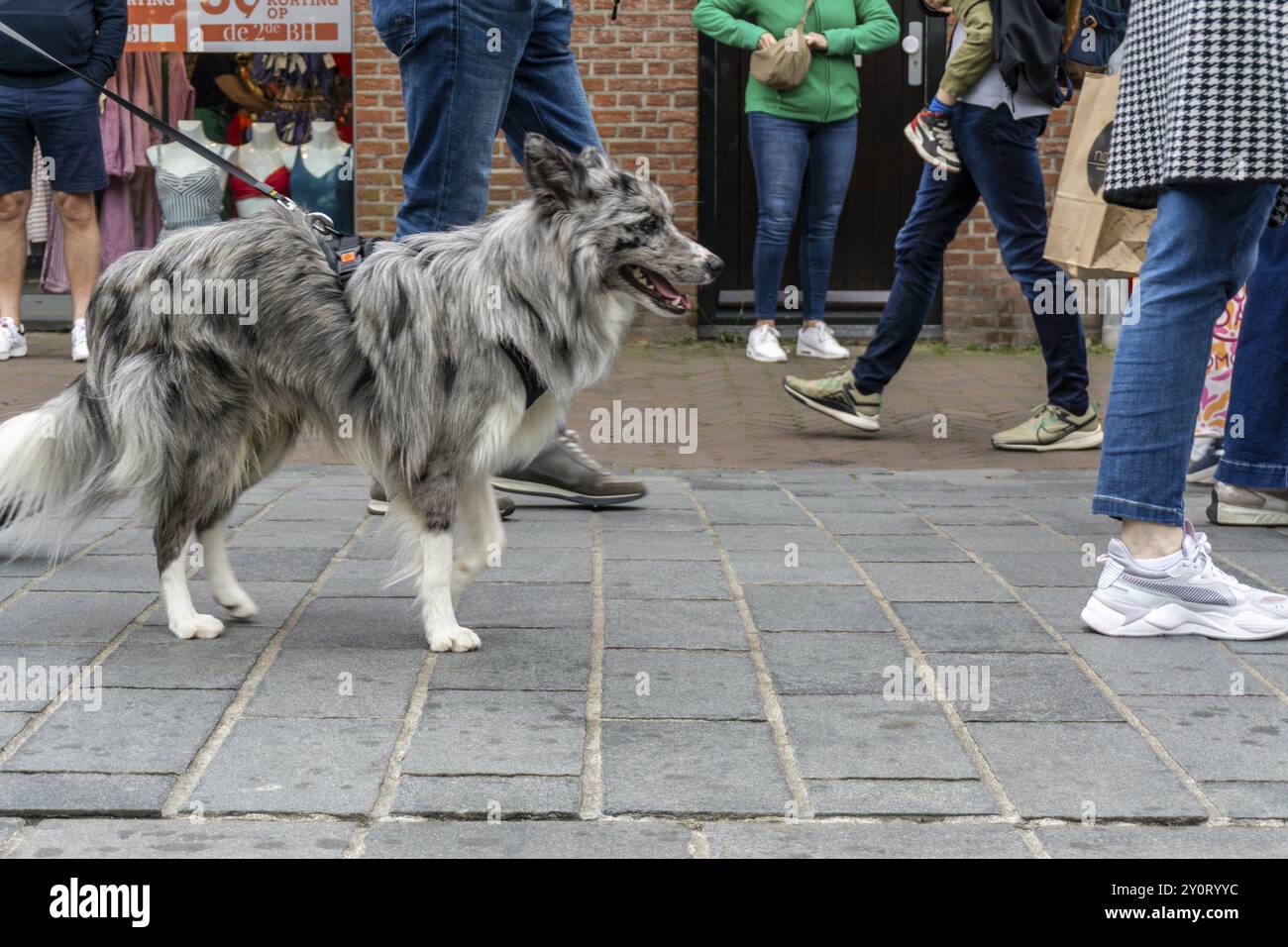 Dogs on a lead, on a pavement, dog perspective, walking between people in a pedestrian zone Stock Photo