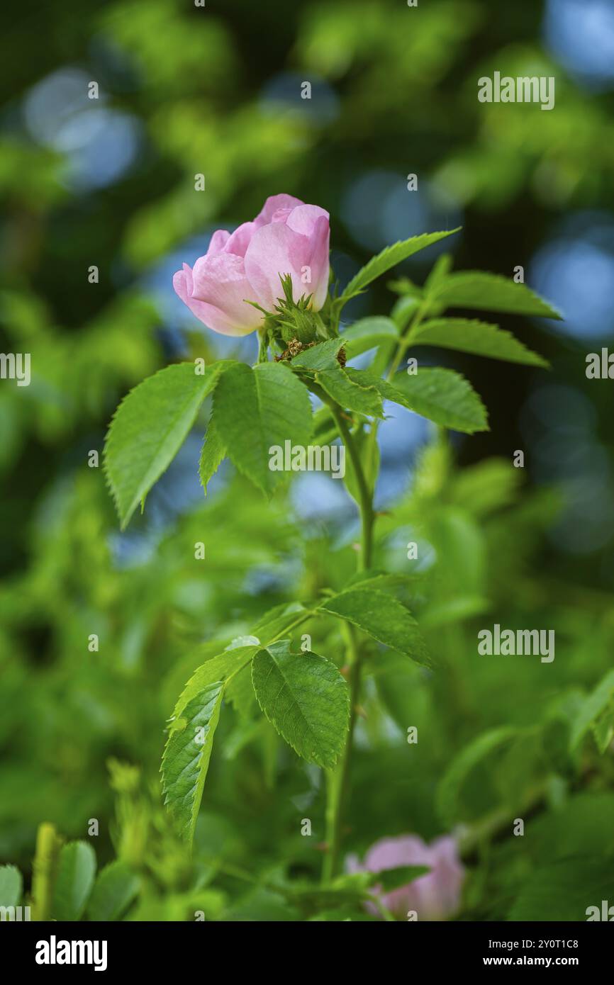 Close-up of dog rose (Rosa canina) blossoms in spring, Bavaria, Germany, Europe Stock Photo