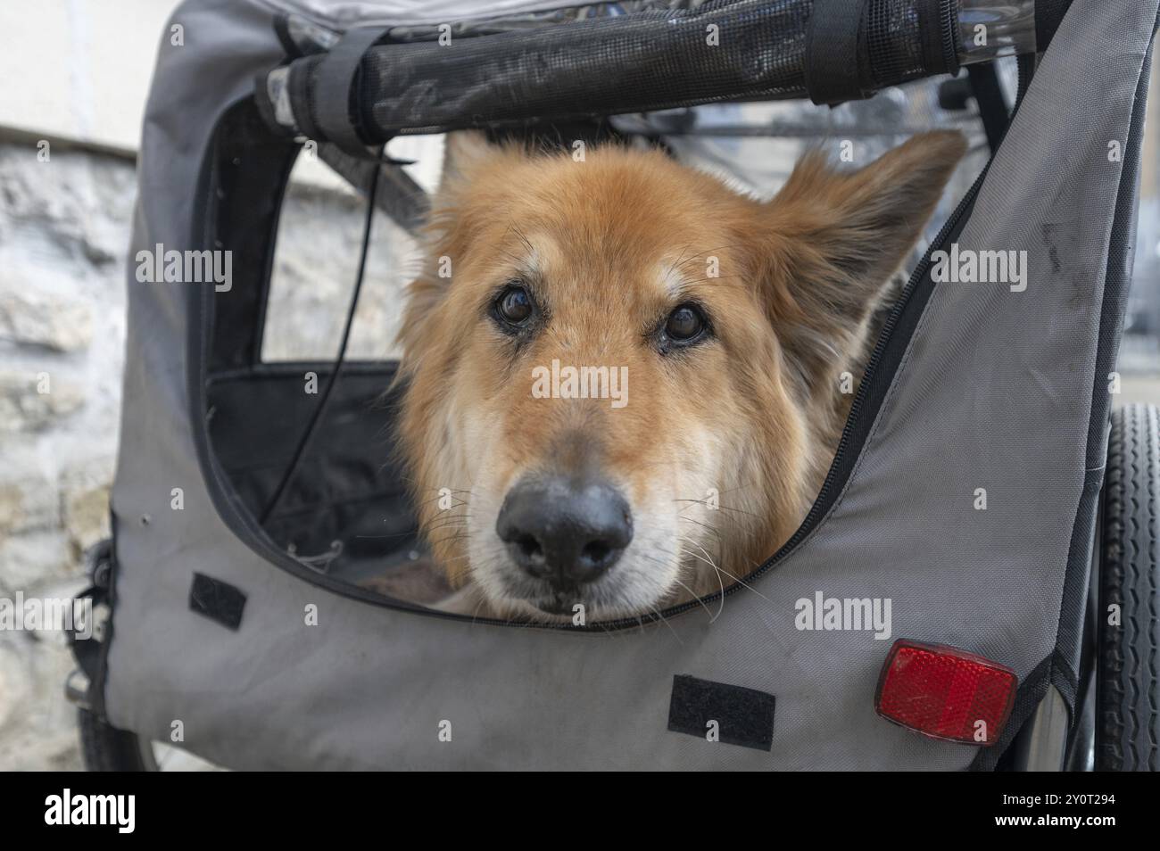 Spanish herding dog, a Pastor Garafiano, looks out of a bicycle trailer, Lower Franconia, Bavaria, Germany, Europe Stock Photo