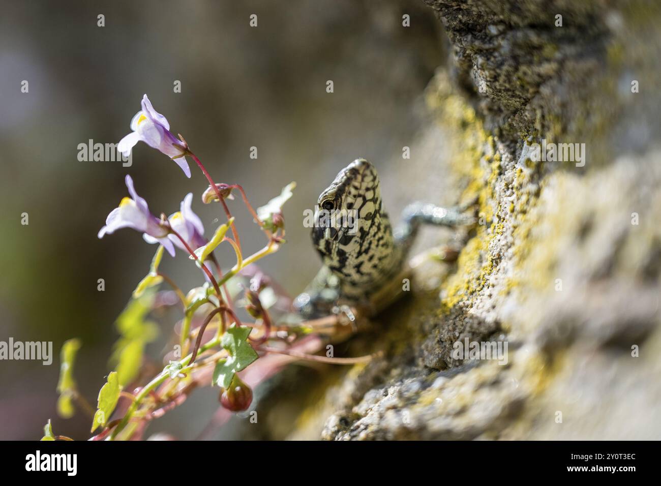 A lizard basks on a sunlit rock, surrounded by small, purple flowers and greenery, Bavaria Stock Photo