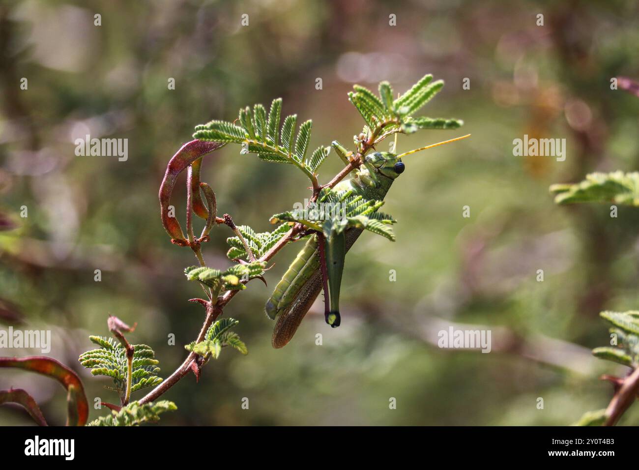 Acacia stick insect hi-res stock photography and images - Alamy