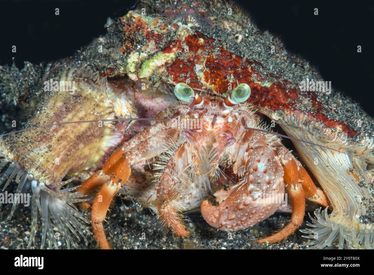 Porcellana habei hi-res stock photography and images - Alamy