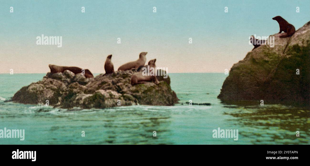Sea Rocks California Seal Rocks, San Francisco, California 1901 Stock Photo - Alamy