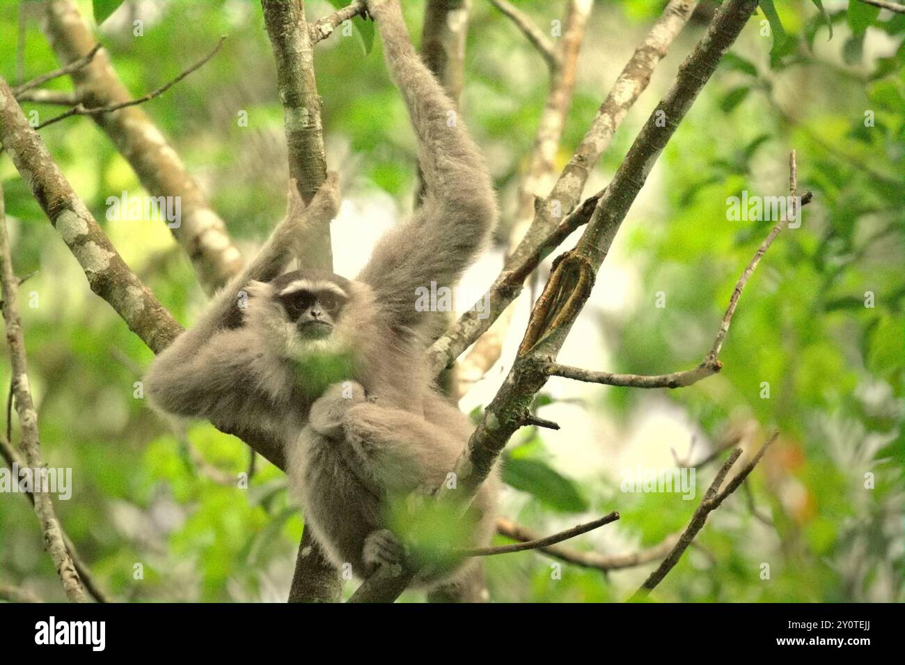 A female individual of Javan gibbon (Hylobates moloch, silvery gibbon) carrying an infant in Gunung Halimun Salak National Park, Indonesia. Stock Photo