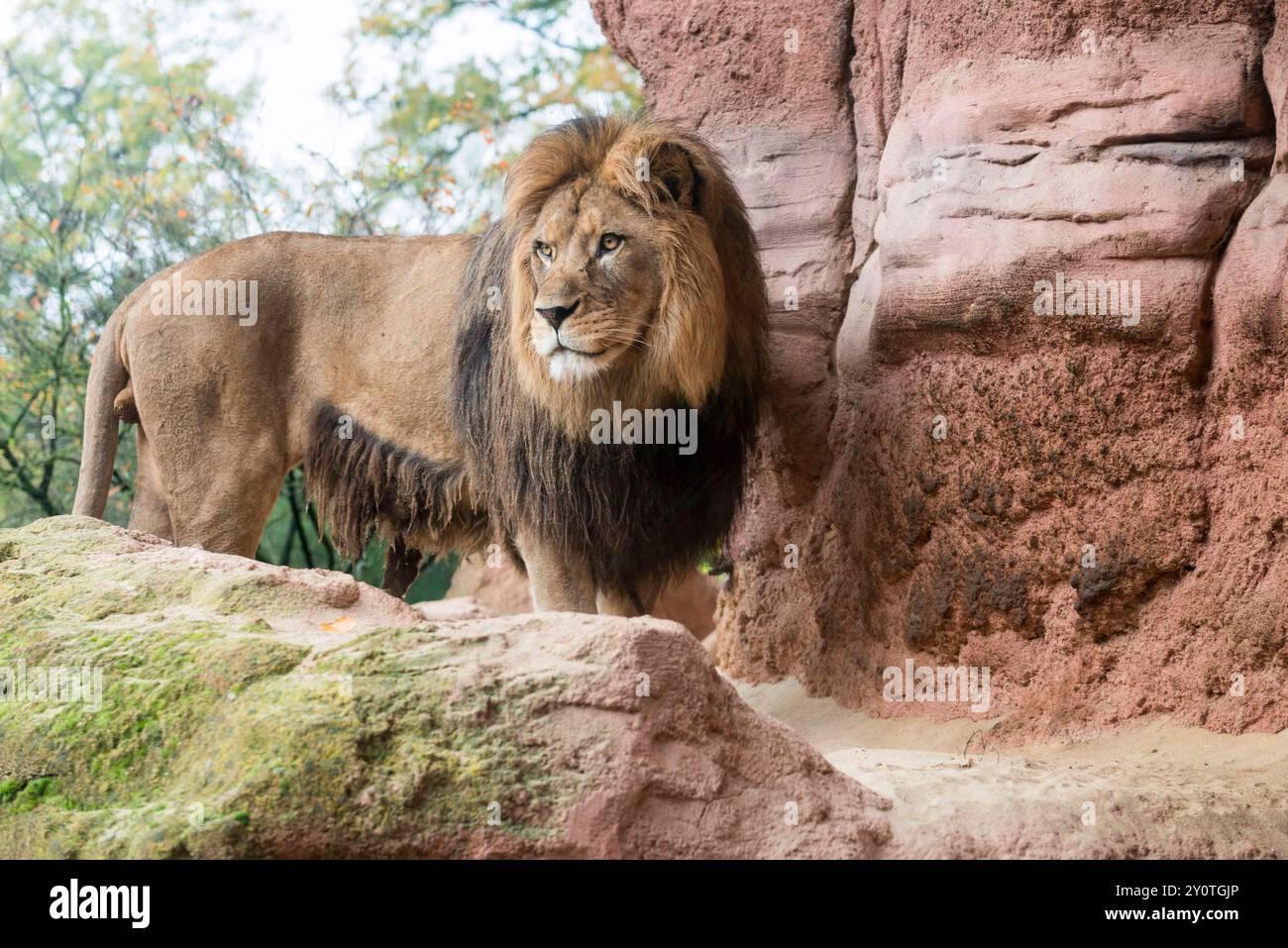 A male Barbary Lion Panthera leo leo, standing on a rock at Hannover Zoo. Hannover Lower Saxony Germany FB 2014 4360 Stock Photo