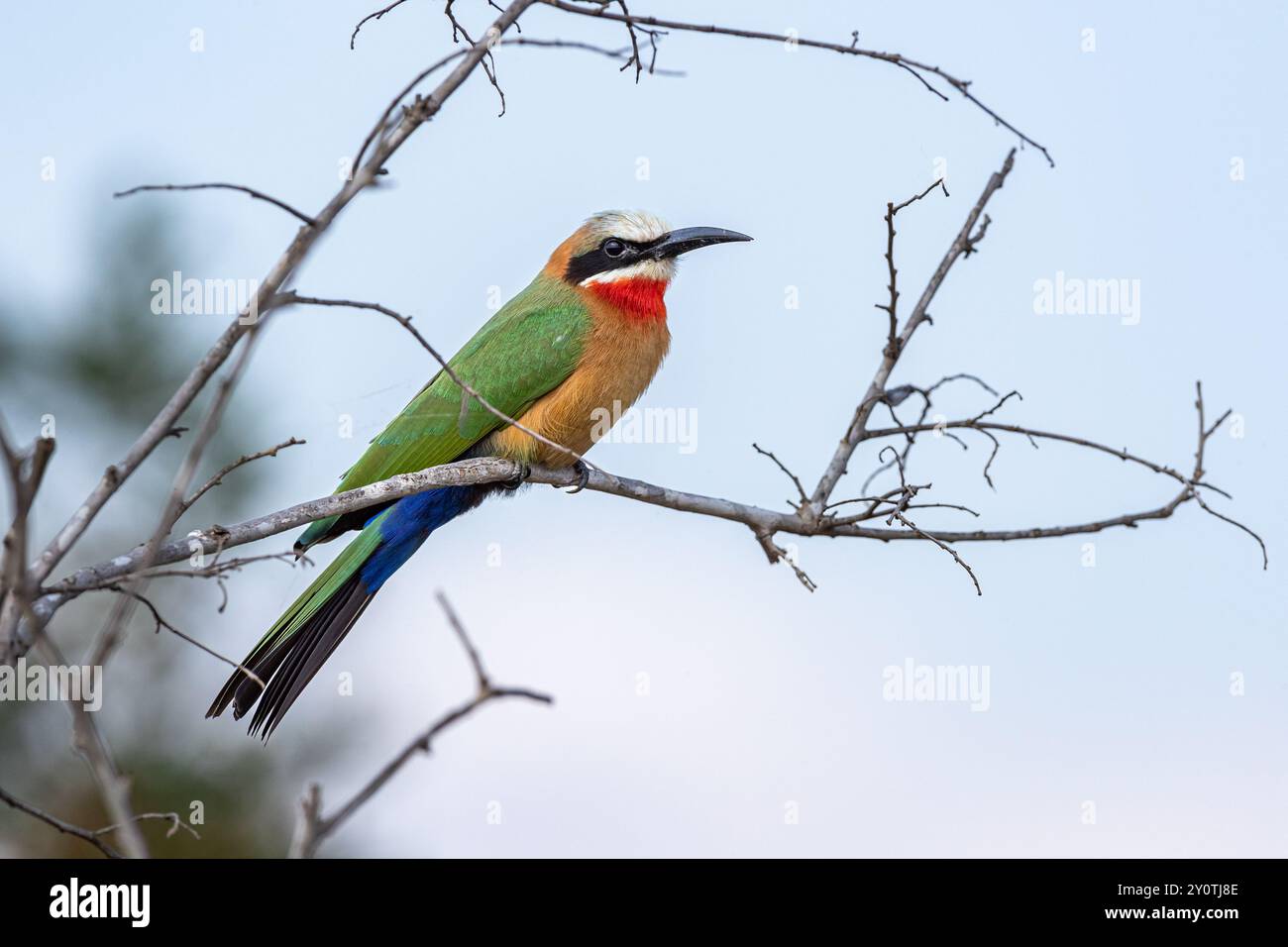 South Africa, Kruger National Park, White-fronted Bee-eater (Merops ...