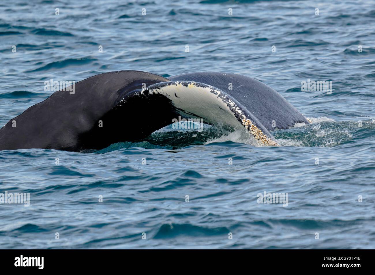 A Humpback whale dives Stock Photo - Alamy