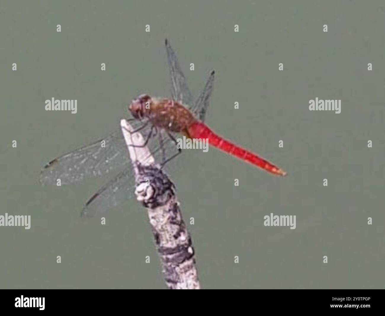 Red Tail Insect Red-tailed Pennant (Brachymesia furcata) Insecta Stock Photo - Alamy