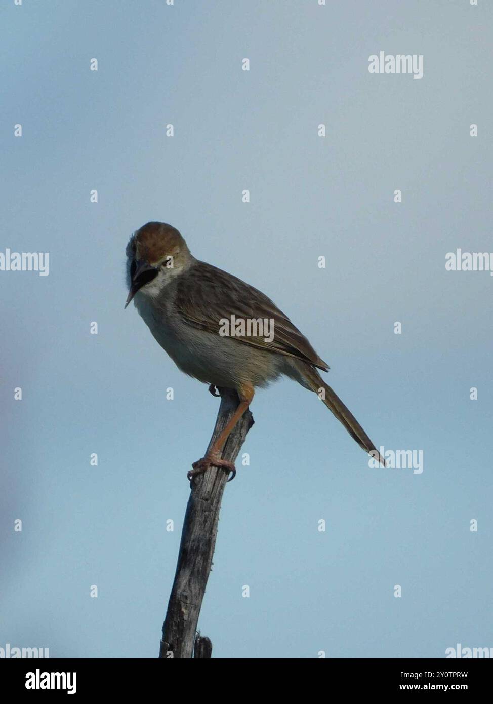 Rattling Cisticola (Cisticola chiniana chiniana) Aves Stock Photo - Alamy