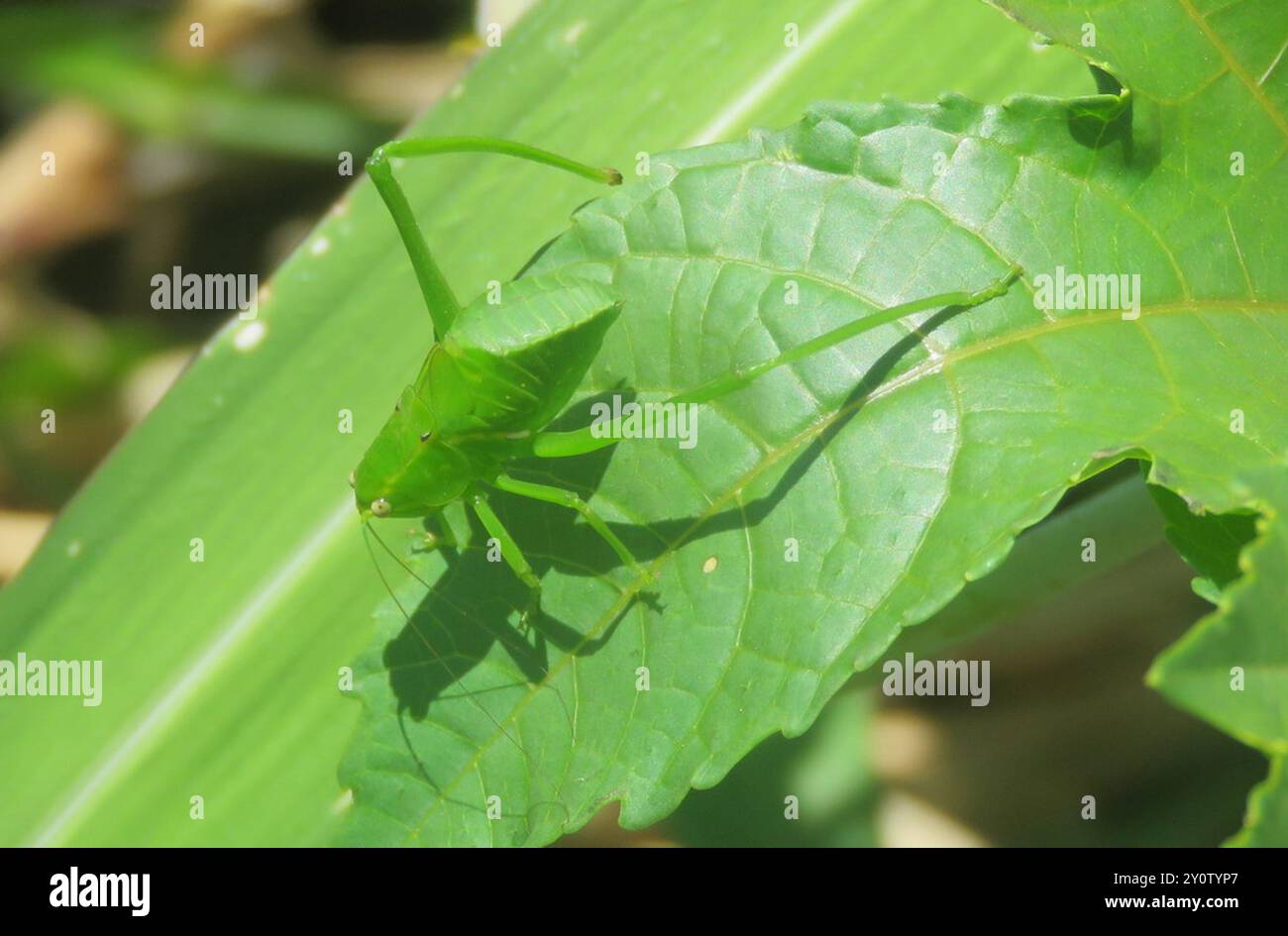 Neotropical Giant Katydids (Stilpnochlora) Insecta Stock Photo - Alamy