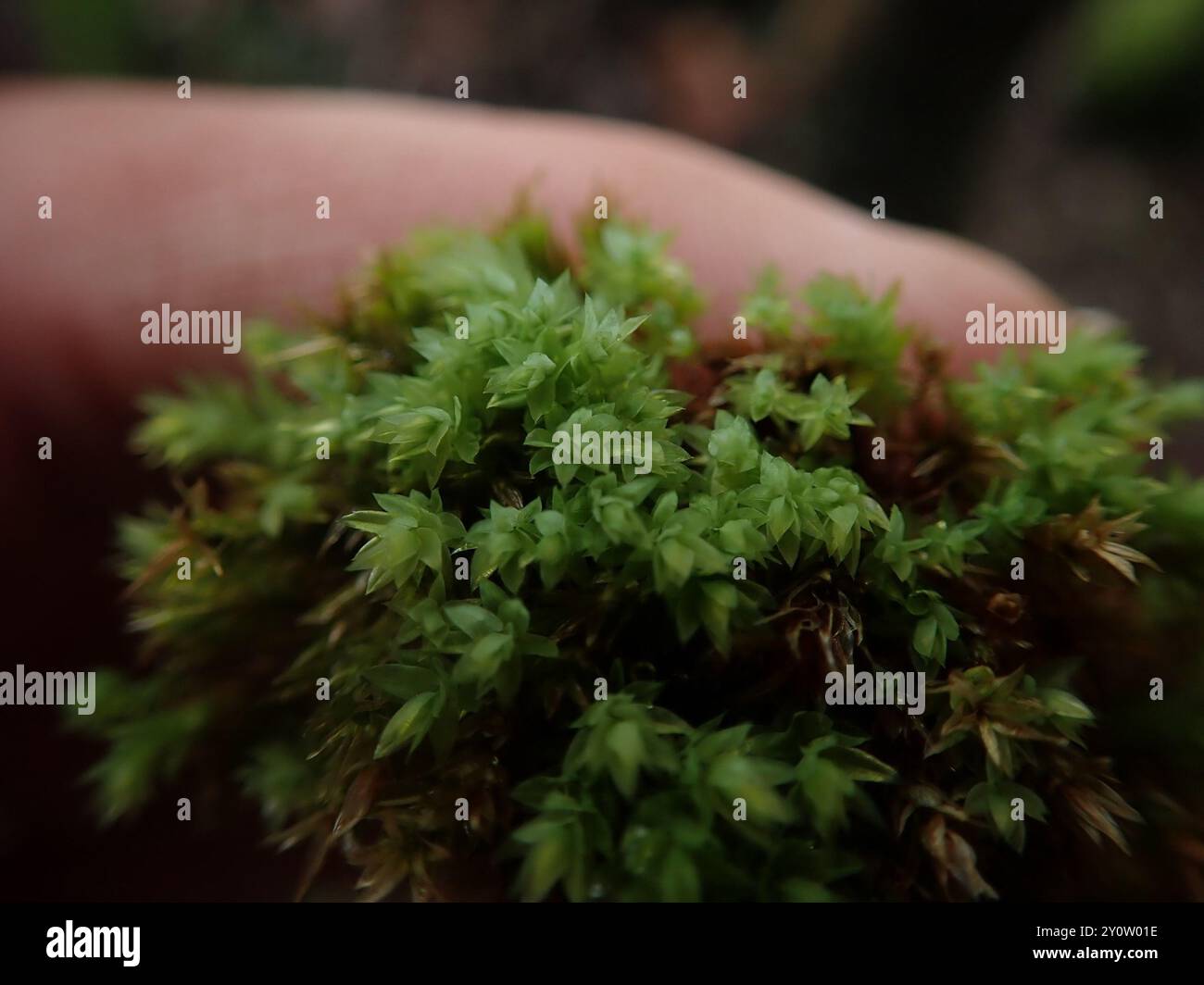 Pot Opalia - Moss