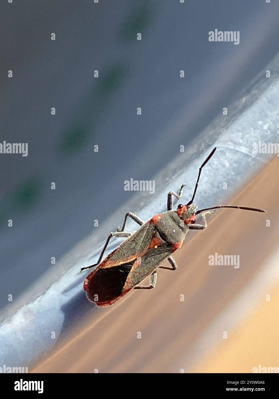 Oleander Insect Caenocoris nerii hi-res stock photography and images - Alamy