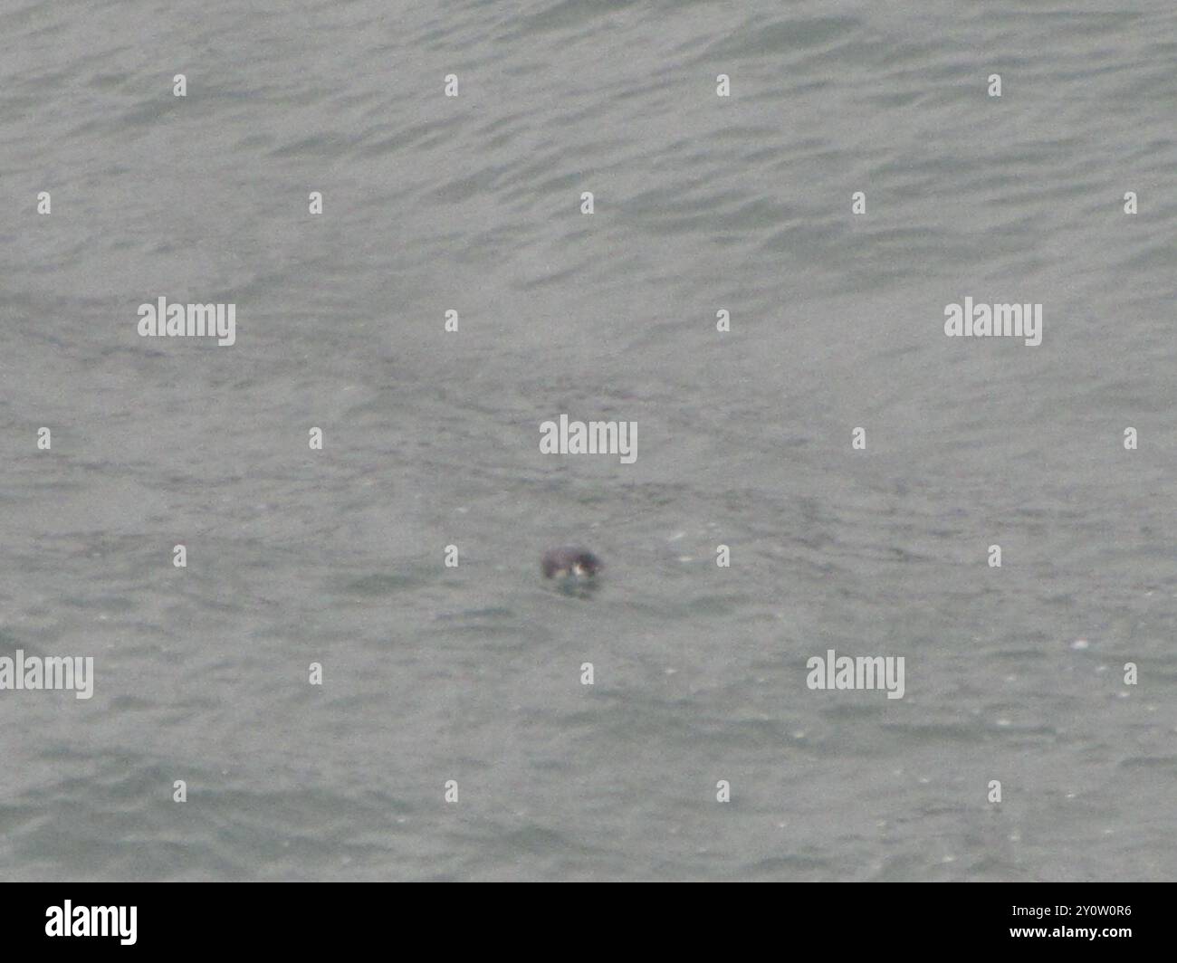 Ancient Murrelet (Synthliboramphus antiquus) Aves Stock Photo Alamy