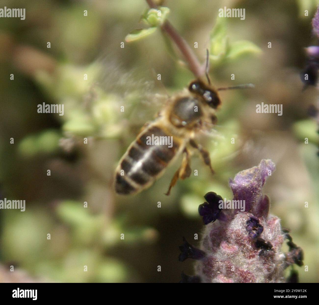 Western Honey Bee (Apis mellifera) Insecta Stock Photo - Alamy