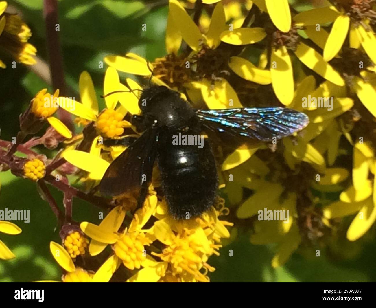 Violet Insect Violet Carpenter Bee (Xylocopa violacea) Insecta Stock Photo - Alamy