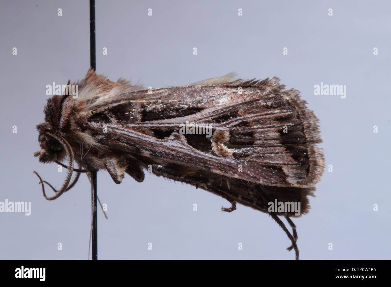 Dingy Insect Dingy Cutworm Moth (Feltia jaculifera) Insecta Stock Photo - Alamy