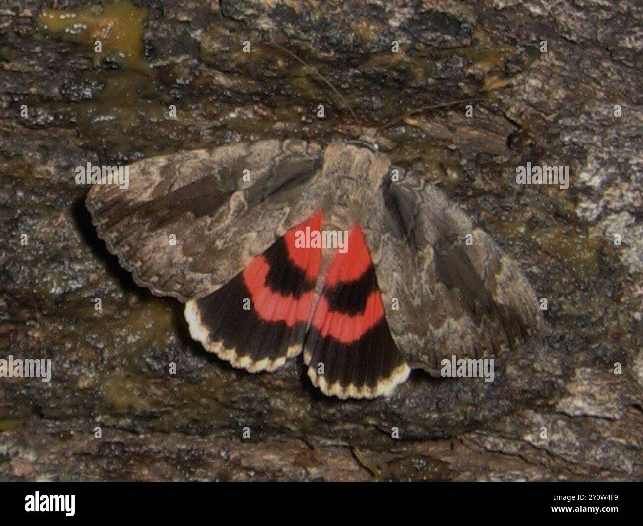 Sweetheart Underwing (Catocala amatrix) Insecta Stock Photo - Alamy