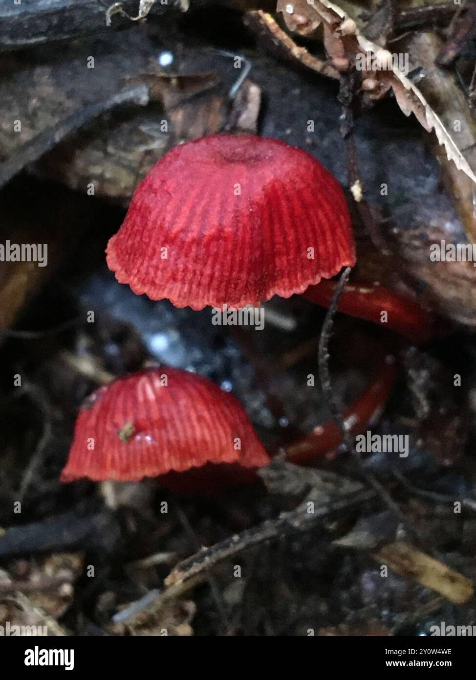 Ruby Bonnot ruby bonnet (Cruentomycena viscidocruenta) Fungi Stock Photo - Alamy