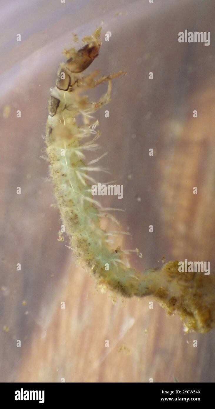 Little Sister Sedges (Cheumatopsyche) Insecta Stock Photo - Alamy