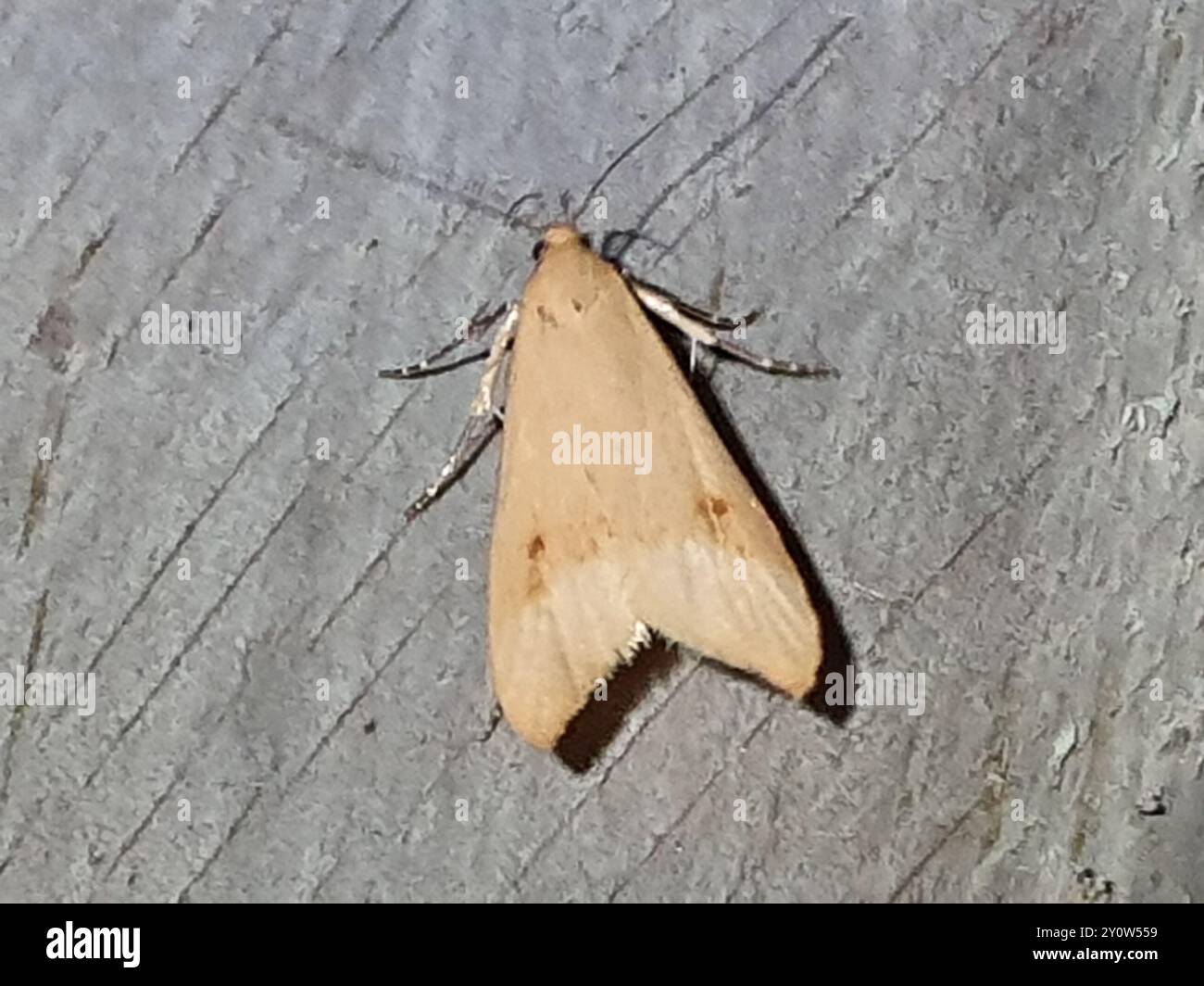 Small Angle-Wing Moth (Gymnobathra hyetodes) Insecta Stock Photo - Alamy