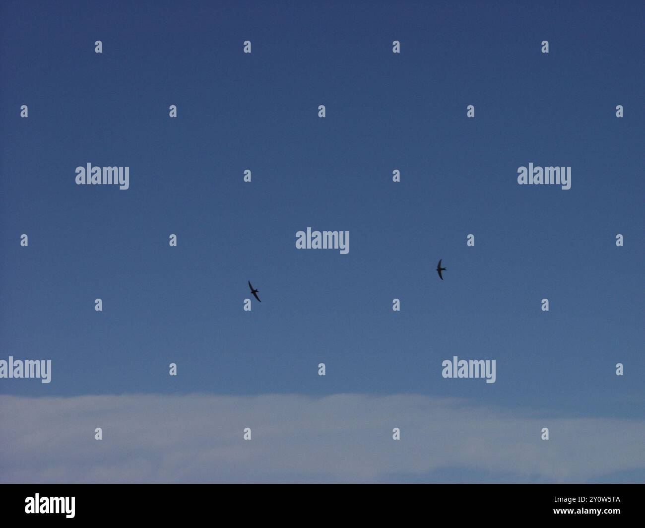 Apus Color Plain Swift (Apus unicolor) Aves Stock Photo - Alamy