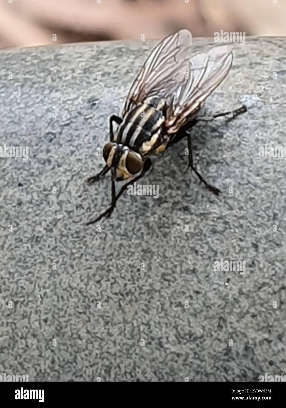 Insect Codex (Oxysarcodexia varia) Insecta Stock Photo - Alamy