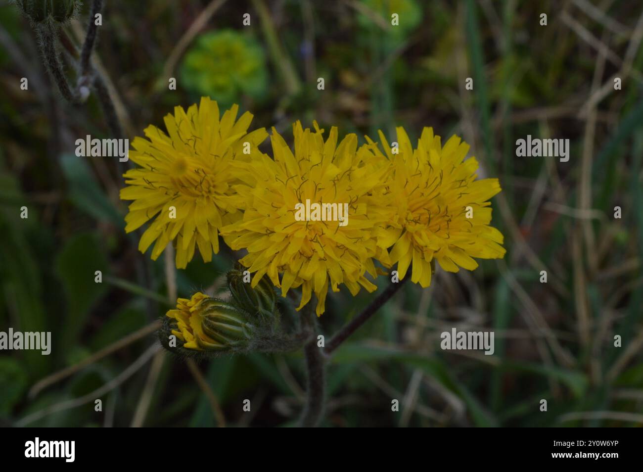 Sacred Hawksbeard (Crepis sancta) Plantae Stock Photo