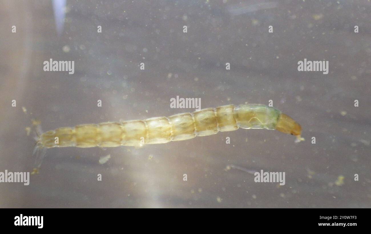 Tanypods (Tanypodinae) Insecta Stock Photo - Alamy