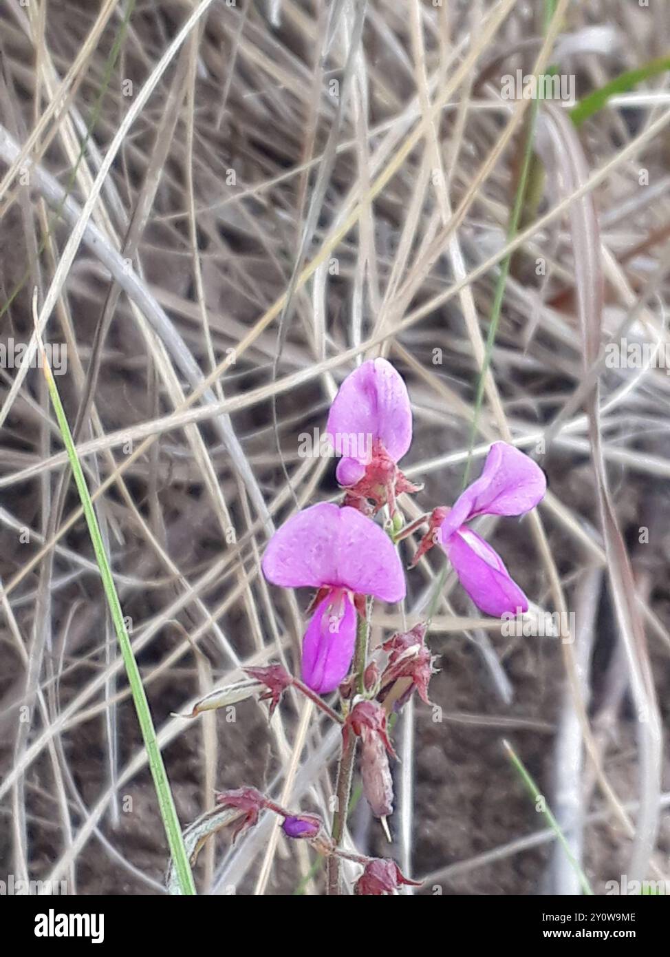 creeping beggarweed (Desmodium incanum) Plantae Stock Photo - Alamy