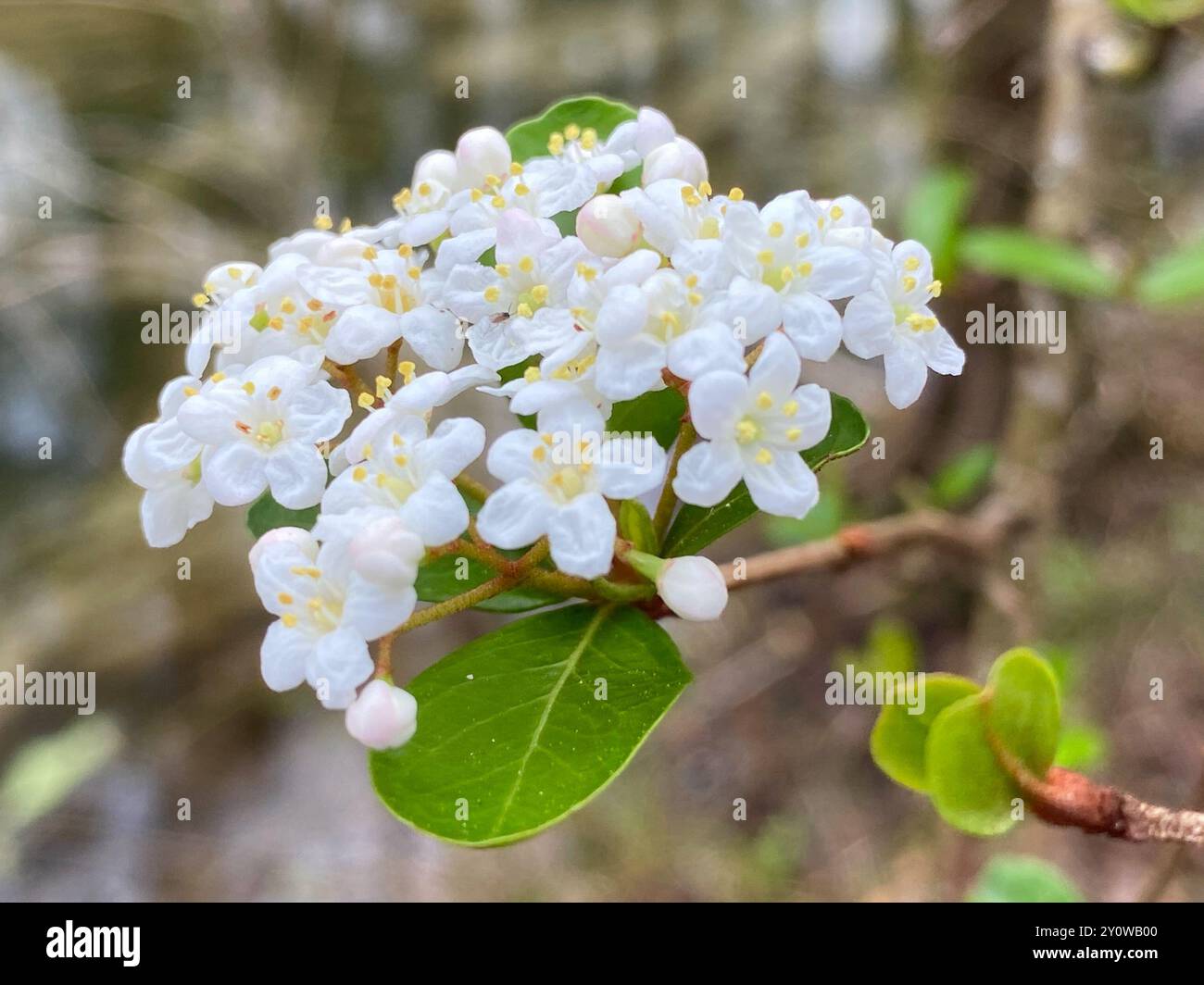 Walter's Viburnum (Viburnum obovatum) Plantae Stock Photo - Alamy