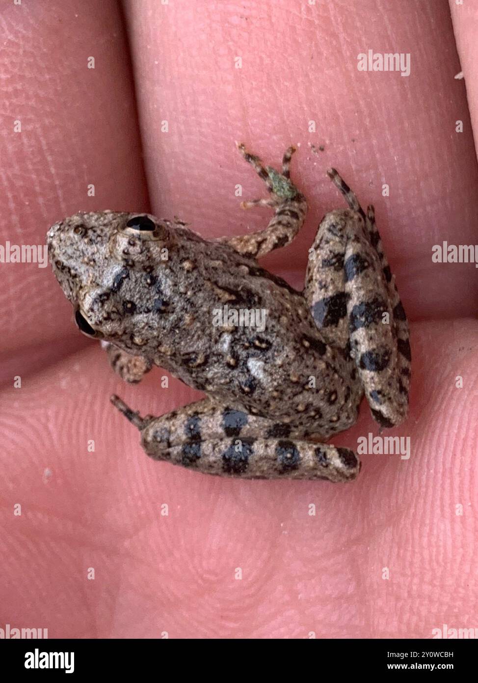 Blanchard's Cricket Frog (Acris blanchardi) Amphibia Stock Photo - Alamy