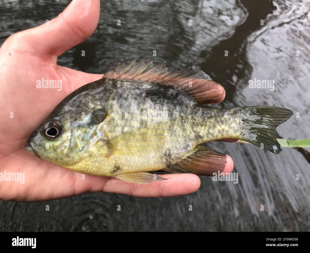 Redear Sunfish (Lepomis microlophus) Actinopterygii Stock Photo - Alamy