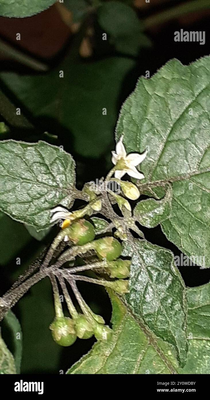 black nightshade (Solanum nigrum) Plantae Stock Photo - Alamy