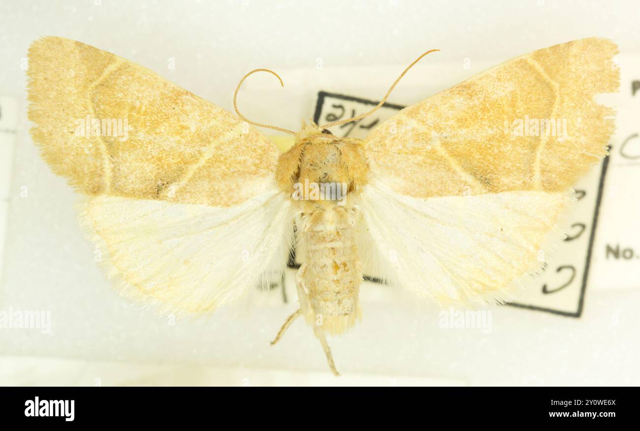 American Dun-bar Moth (Cosmia calami) Insecta Stock Photo - Alamy