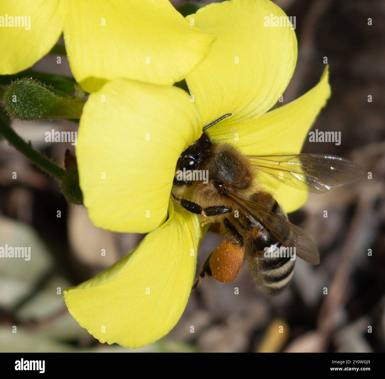 Western Honey Bee (Apis mellifera) Insecta Stock Photo - Alamy